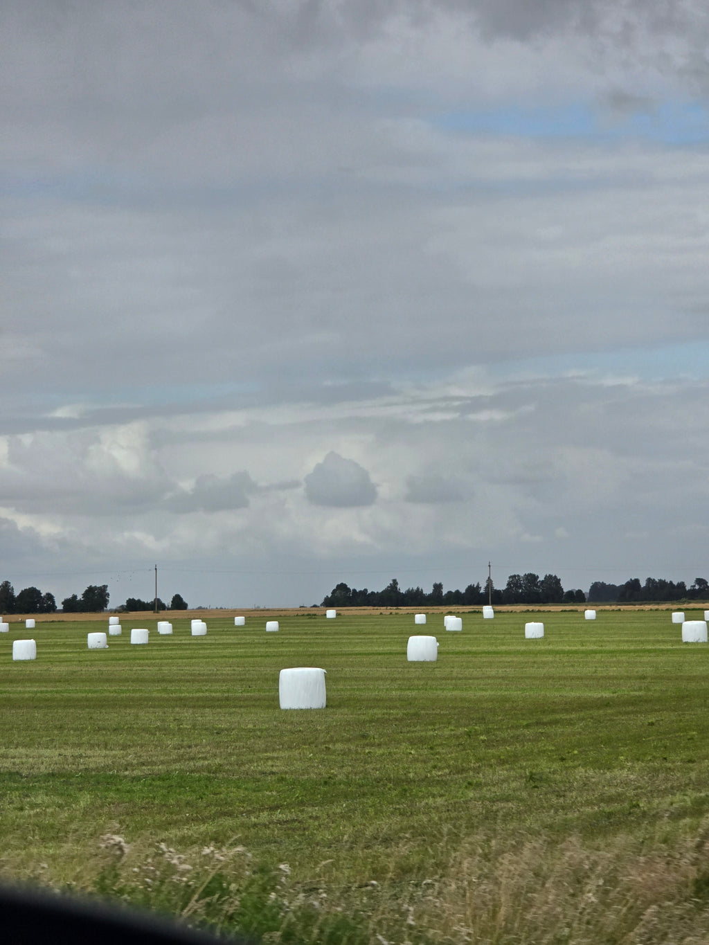 A wide outdoor view of a grassy field with many white round hay bales scattered across it under a cloudy blue sky.